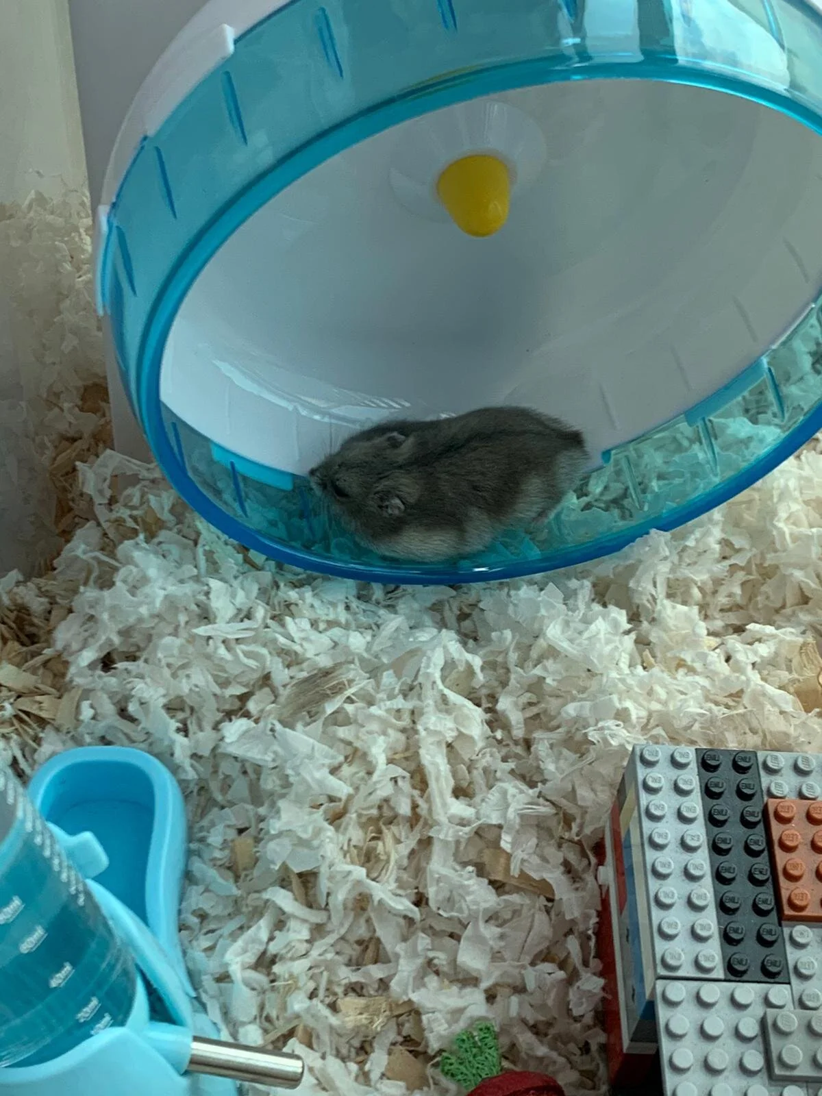 Chrono (Adopted)