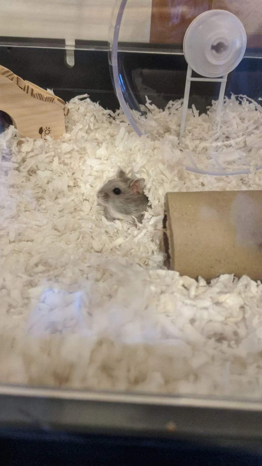 Ruffles (Adopted)