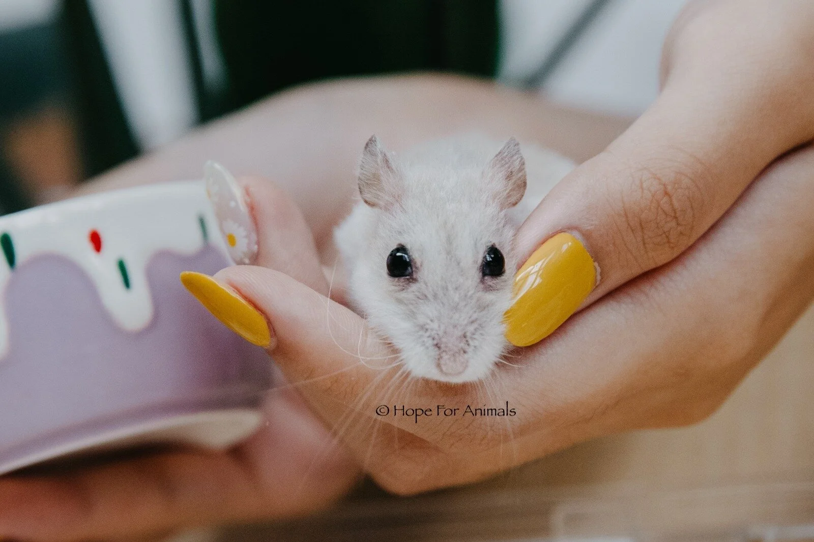 Countess (Special Care Needed)