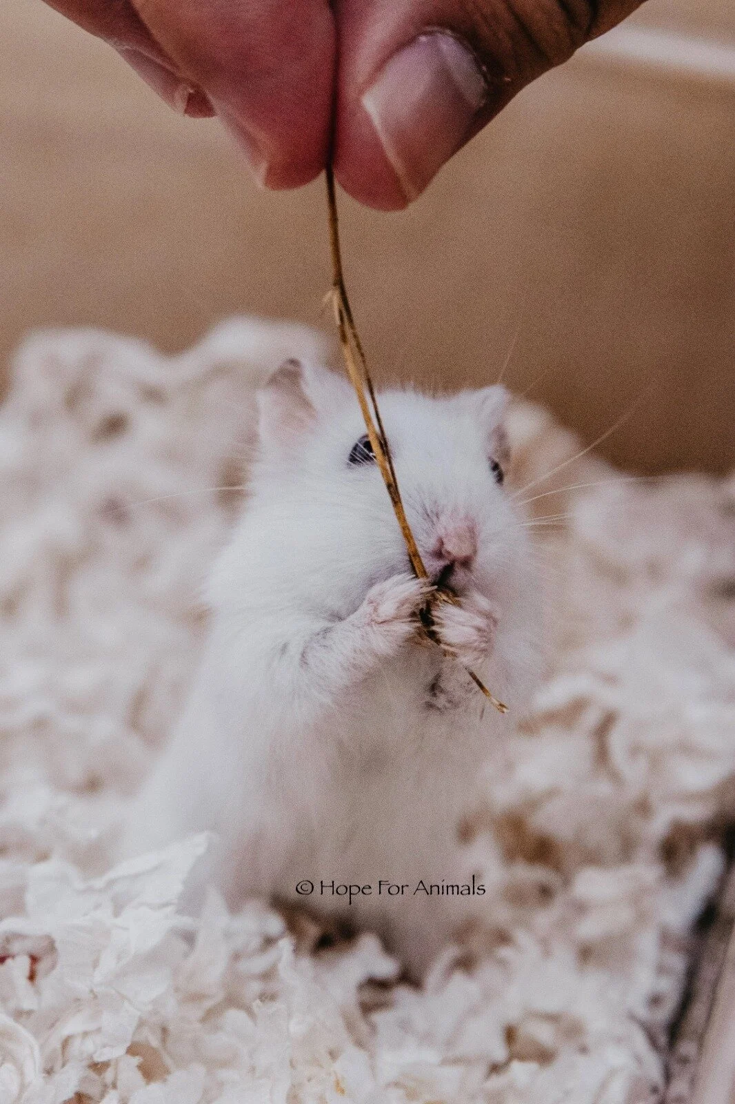 Sushi (Special Care) (Adopted)