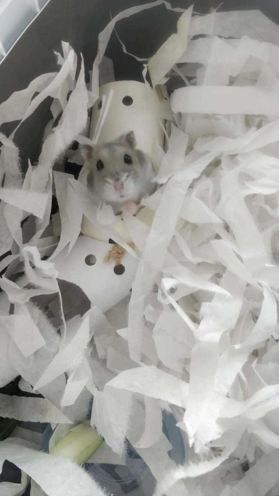 Teeny (Adopted)