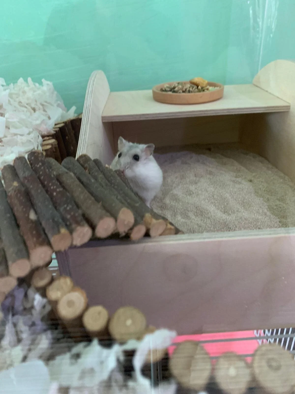 Putu (Adopted)