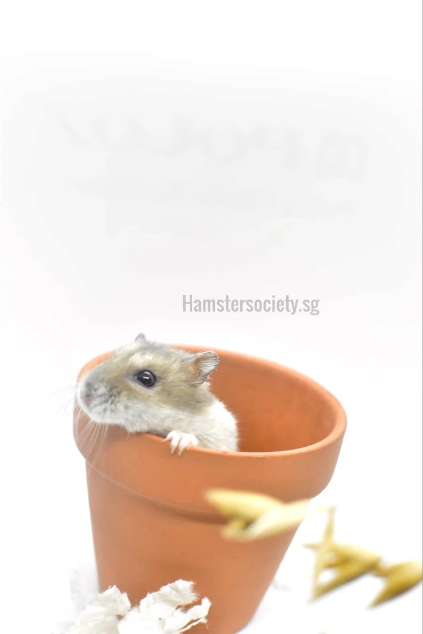 Vitagen (Adopted)