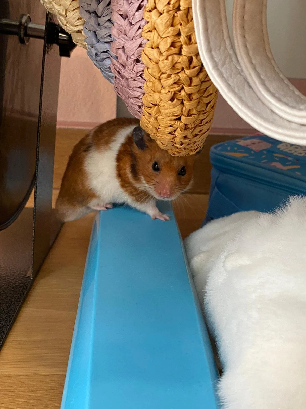 Hotcakes Deluxe (Adopted)