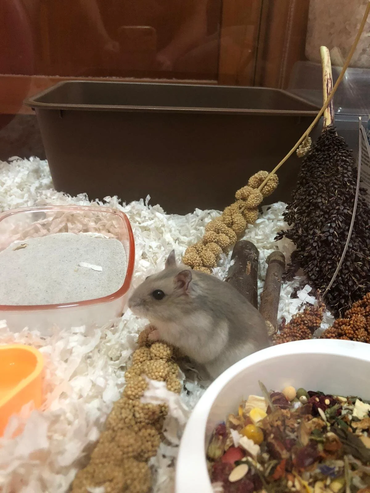 Pistachio (Adopted)