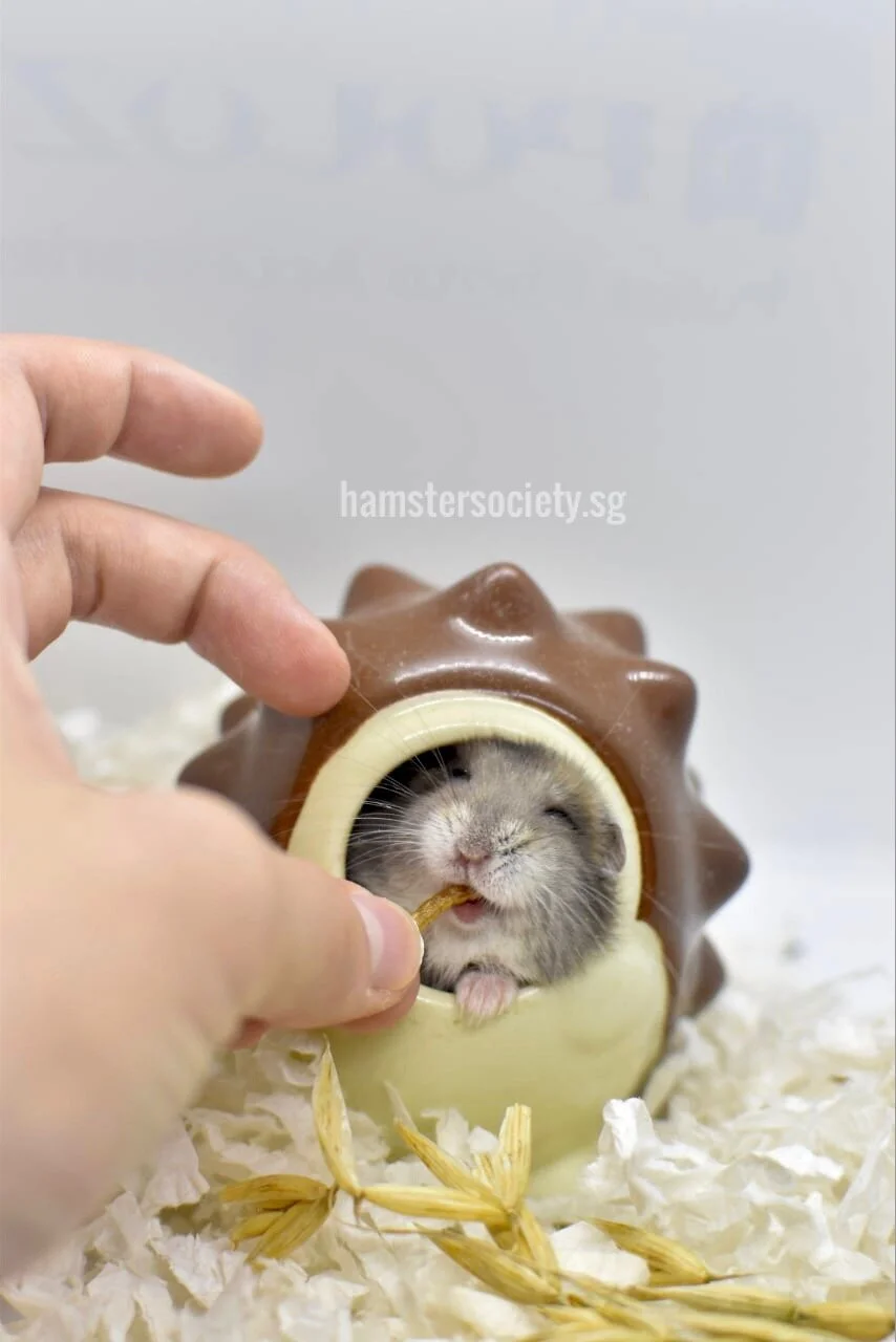 Pascal (Adopted)