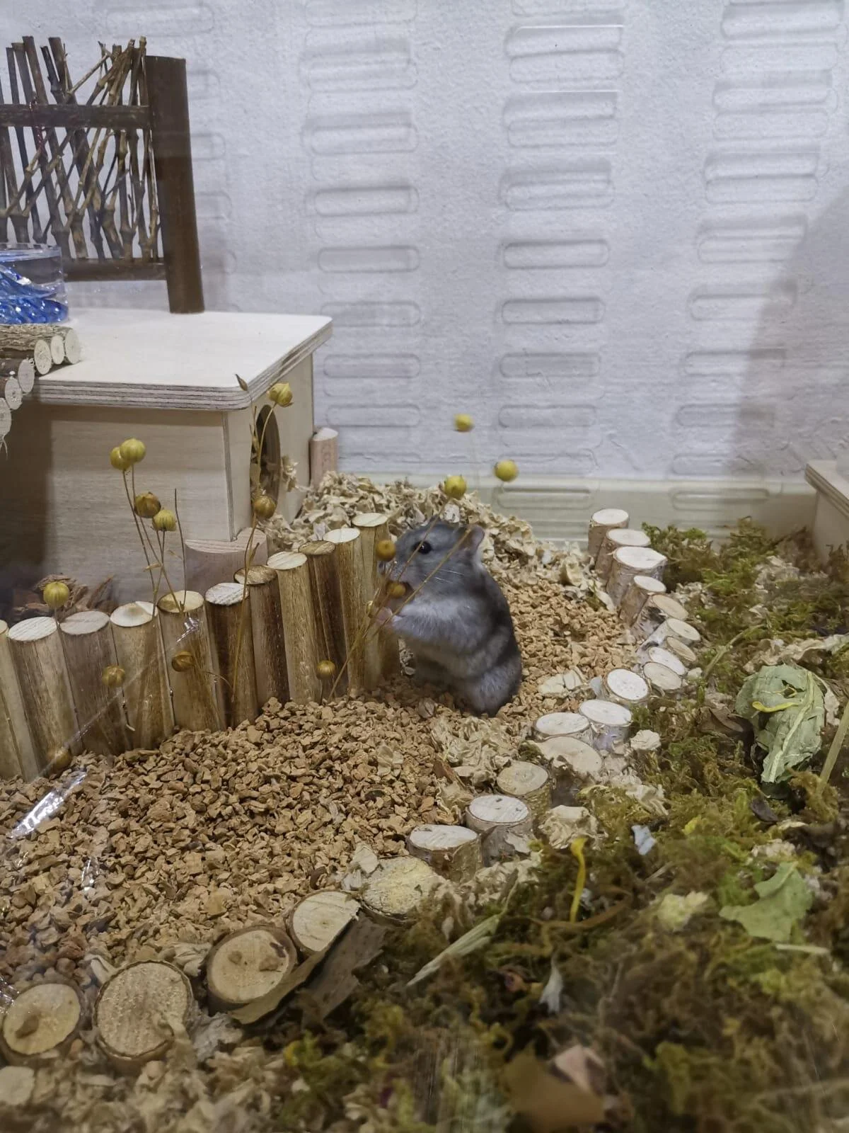 Mojo (Adopted)