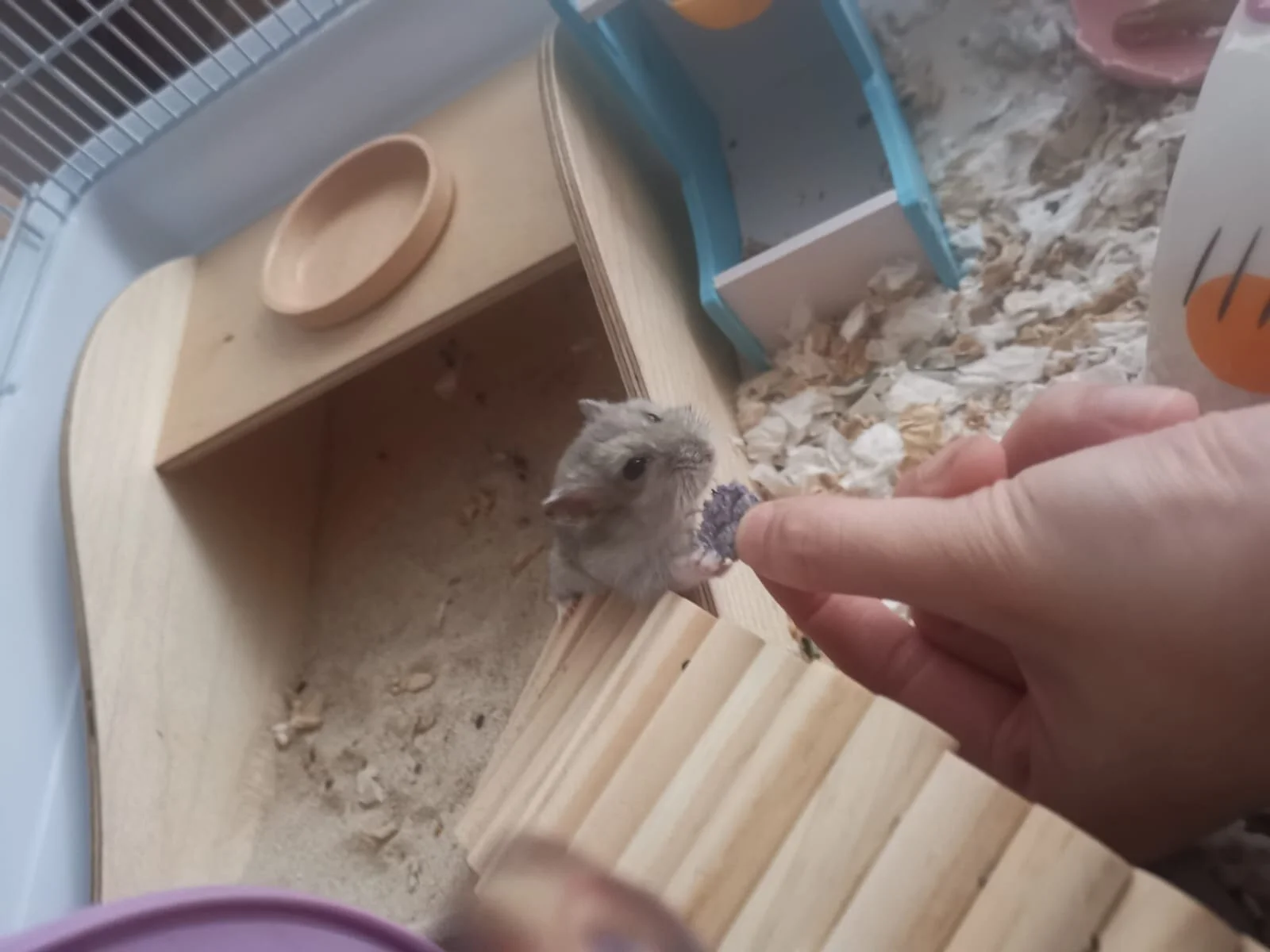 Twinkles (Adopted)