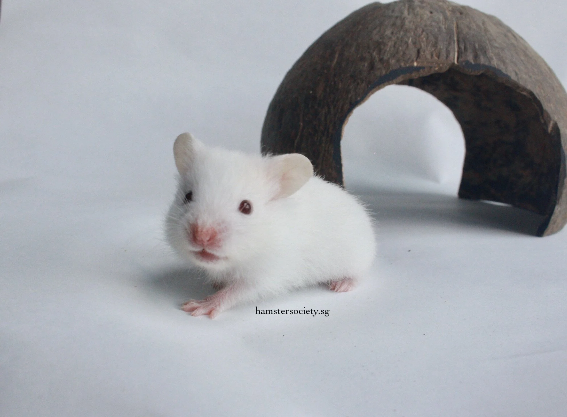 Malt Gisney (Adopted)