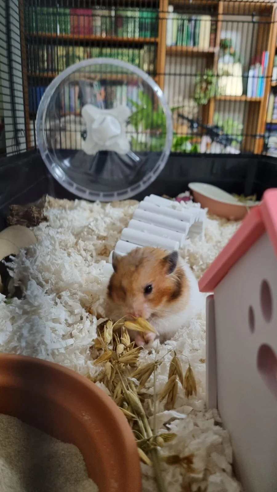 Bouffie (Adopted)
