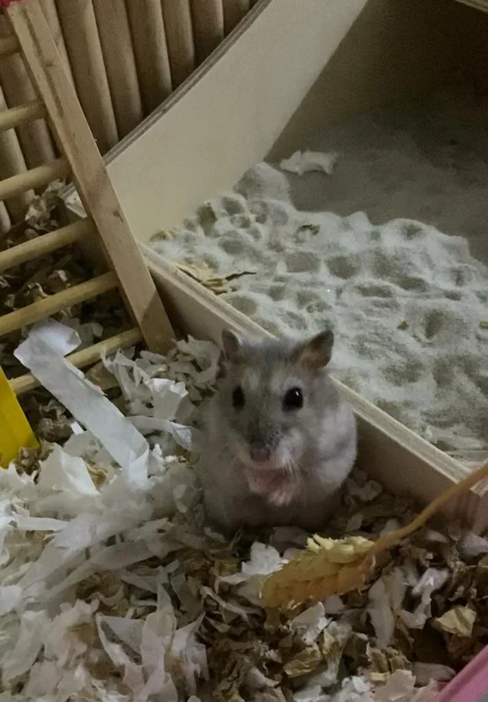 Uwu (Adopted)