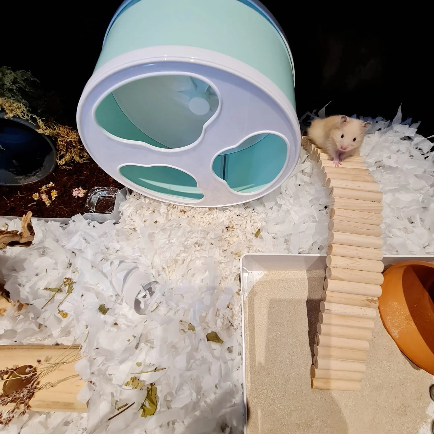 Horlicks (Adopted)