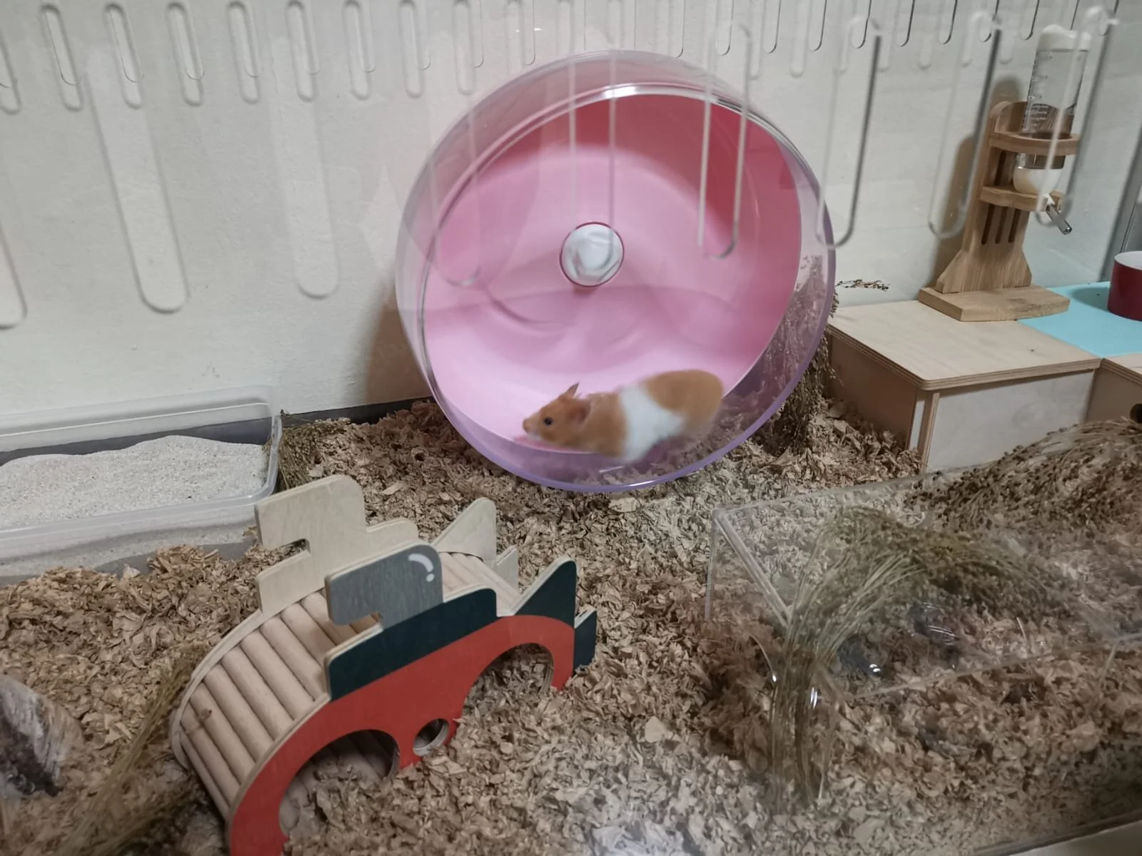Ziggy (Adopted)