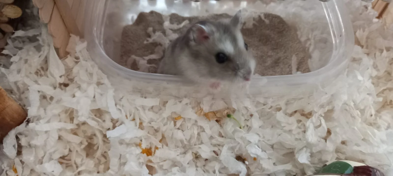 Aspen (Adopted)