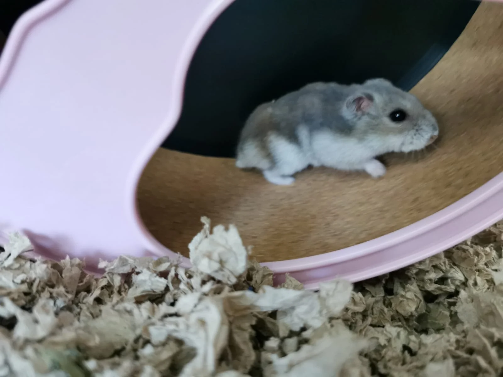 Glaive (Adopted)