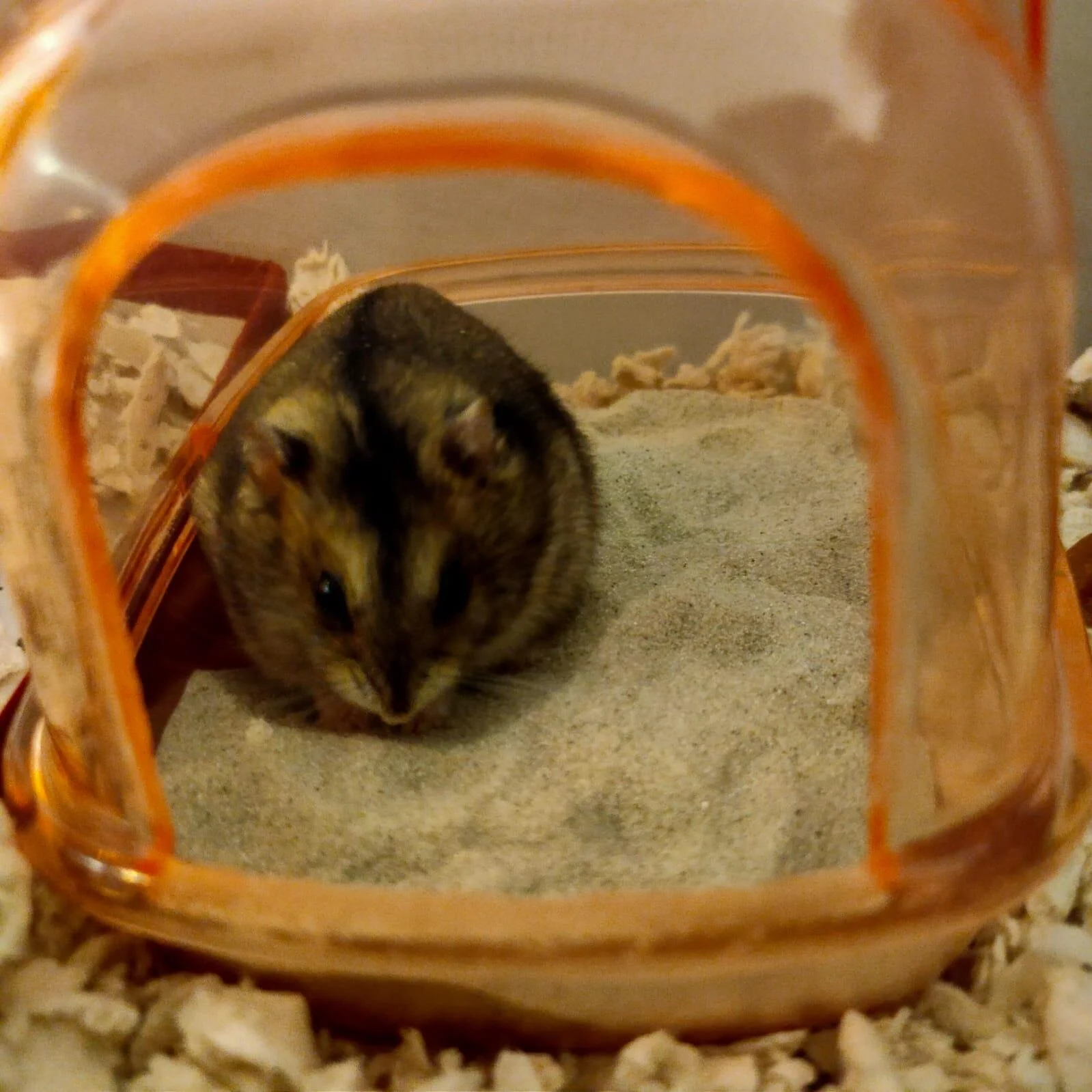 Maximus (Adopted)