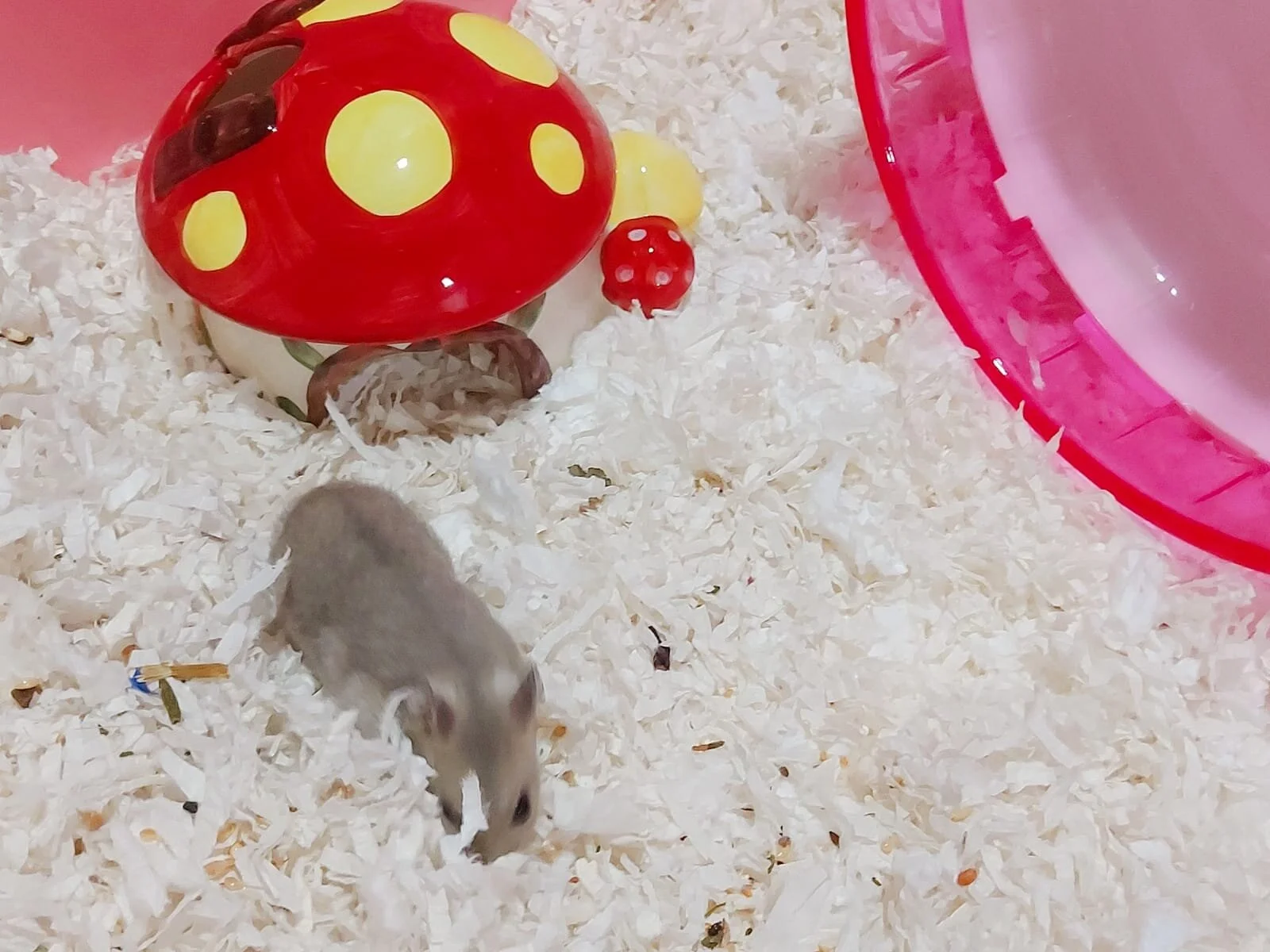 Zeno (Adopted)