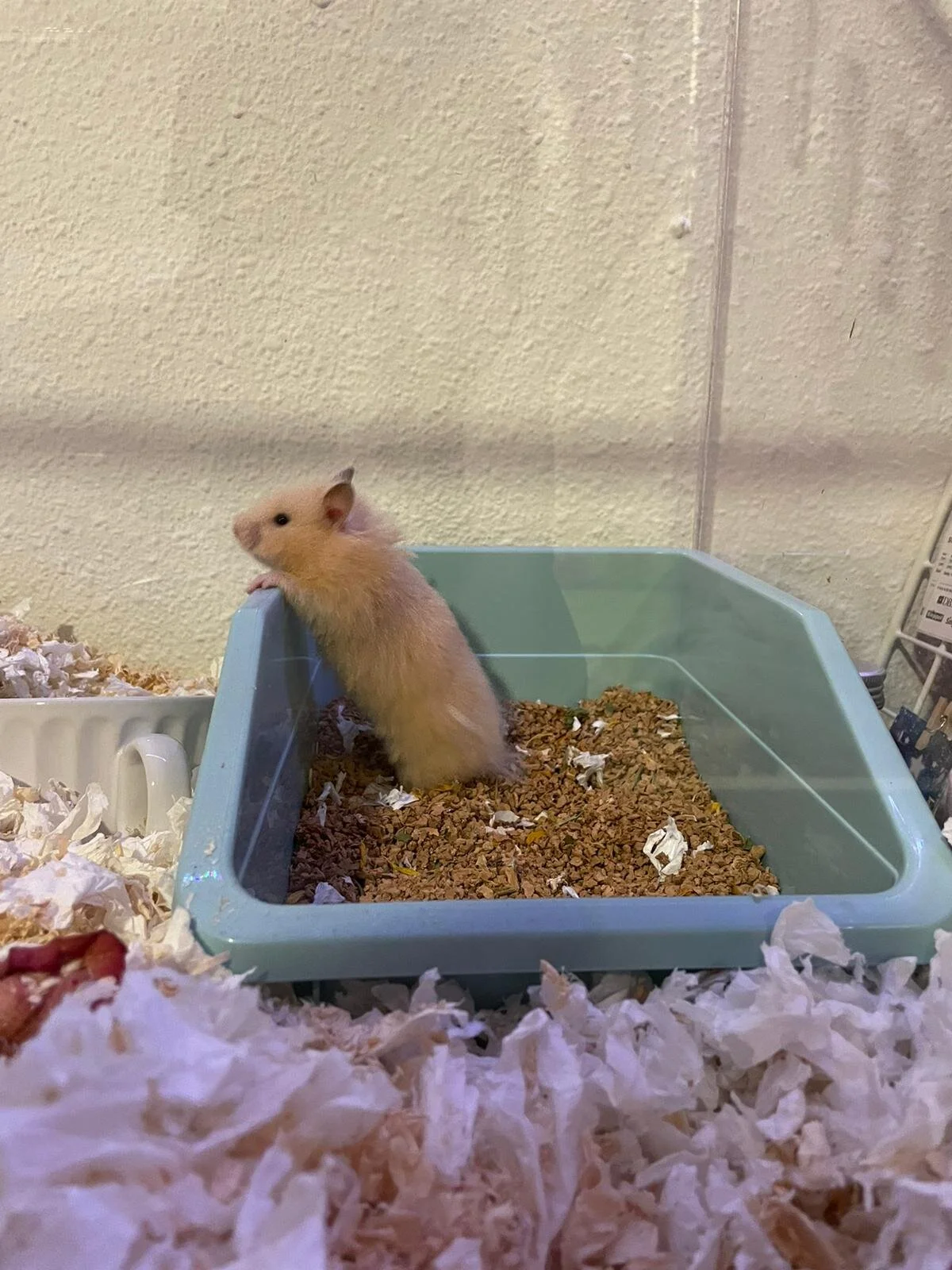 Vanilla Bean (Adopted)