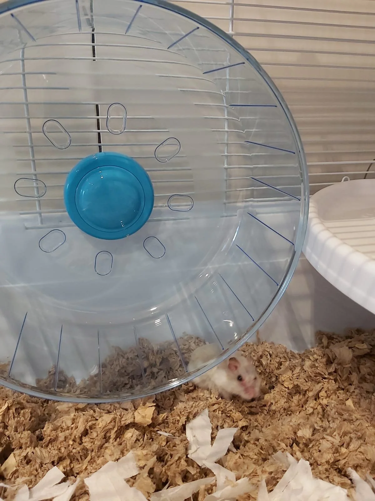 Marchioness (Adopted)