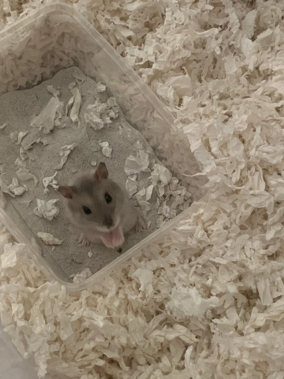 Boba (Adopted)