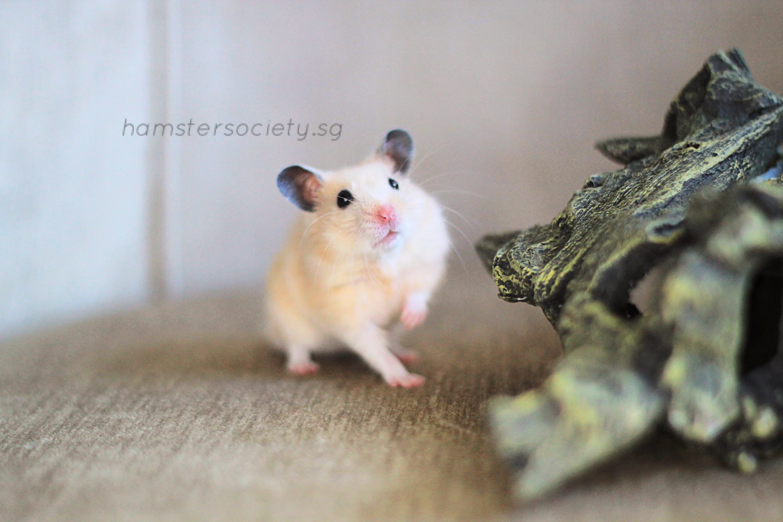 (Clive) Bixby (Adopted)