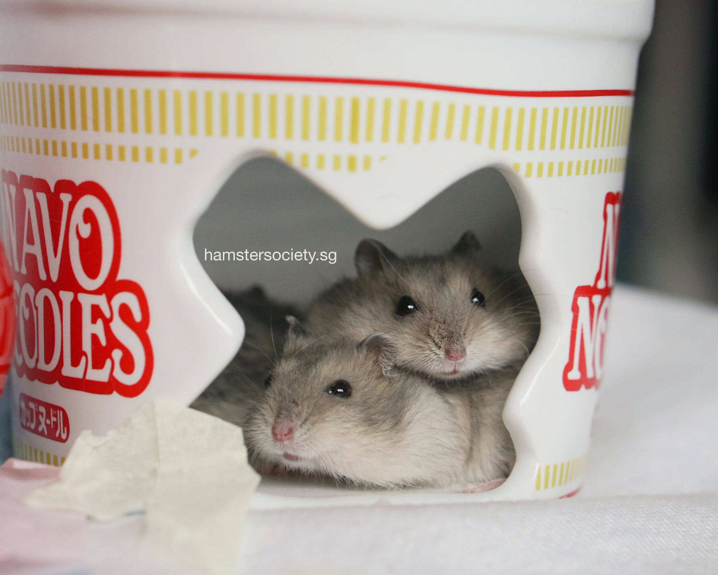 Doodie's babies (Adopted)