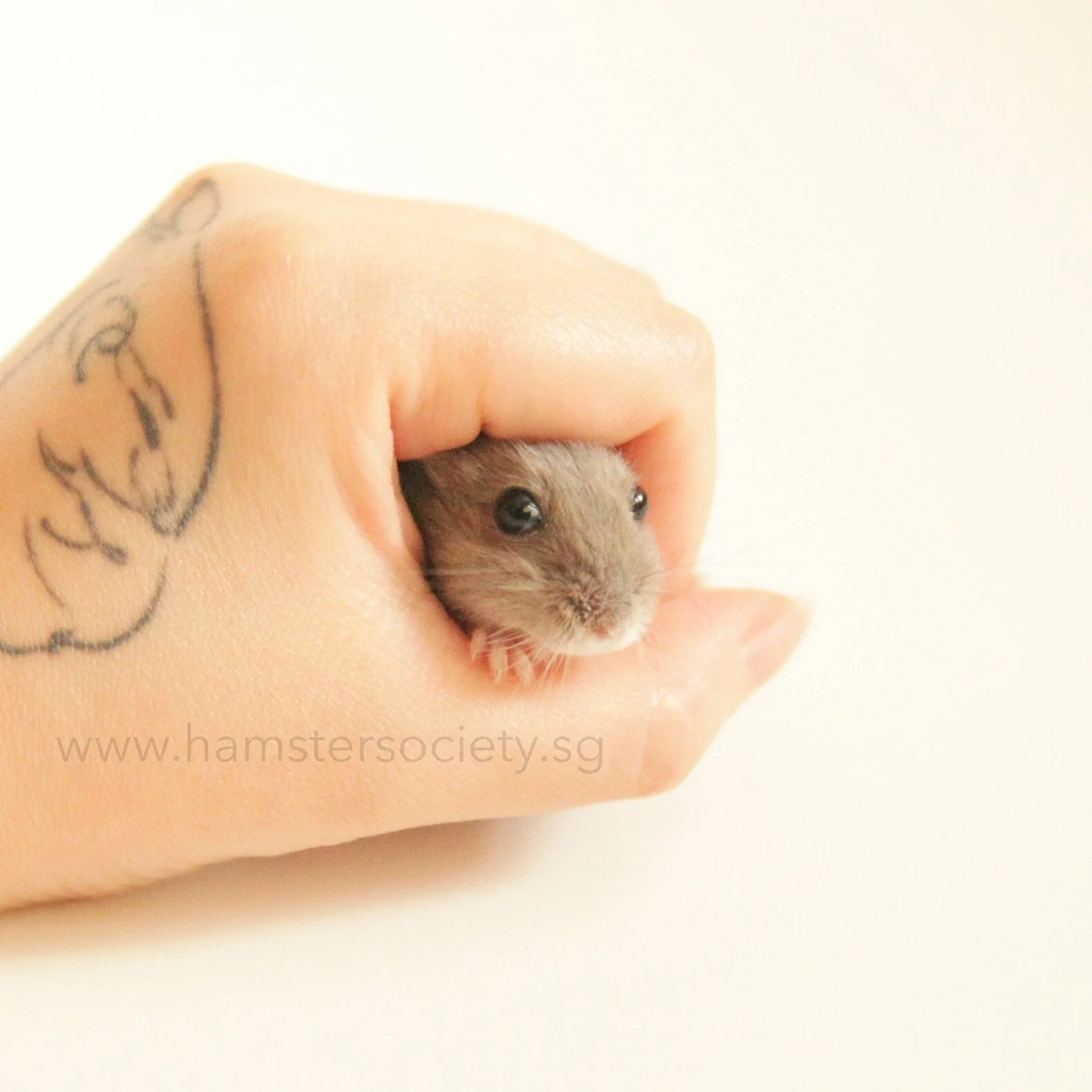 Sweetcorn (Adopted)
