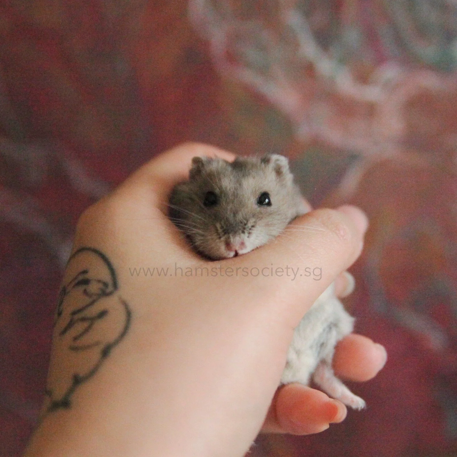 WhatsApp Image 2021-07-31 at 1.49.16 PM-2.jpeg