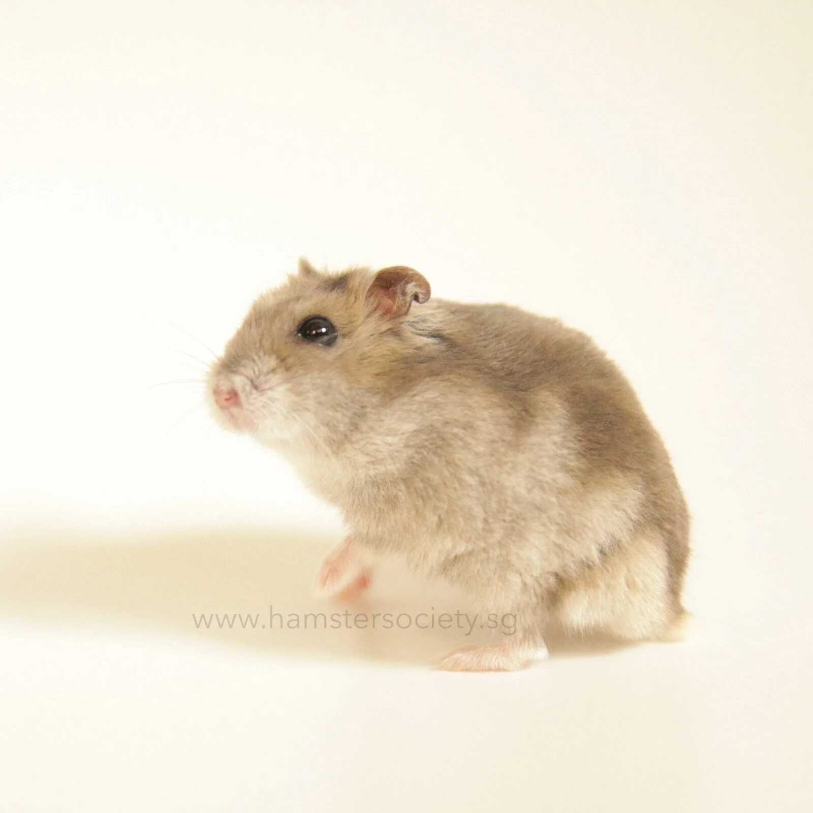 WhatsApp Image 2021-07-31 at 1.49.17 PM-3.jpeg