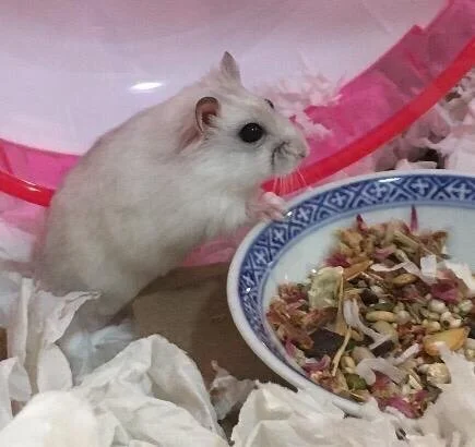 Wanda (Adopted)