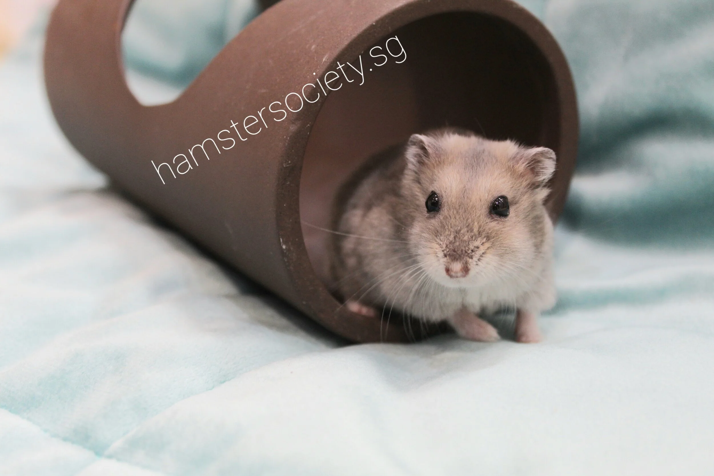 Tilly (Adopted)