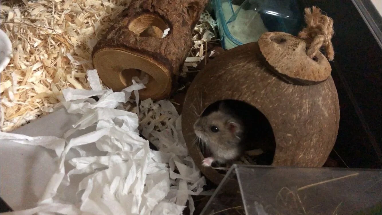 Dodoco (Adopted)