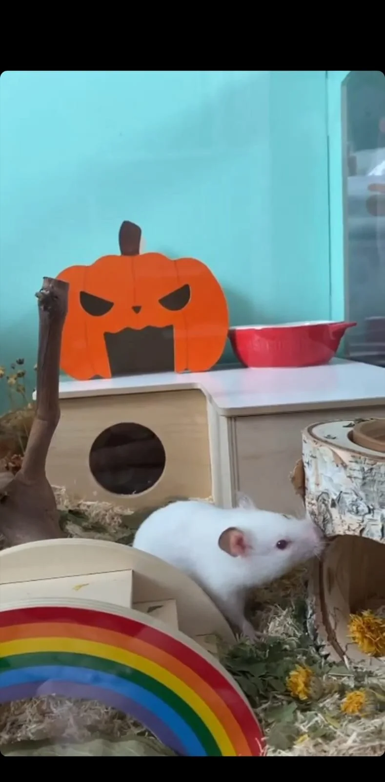 Belladonna (Adopted)