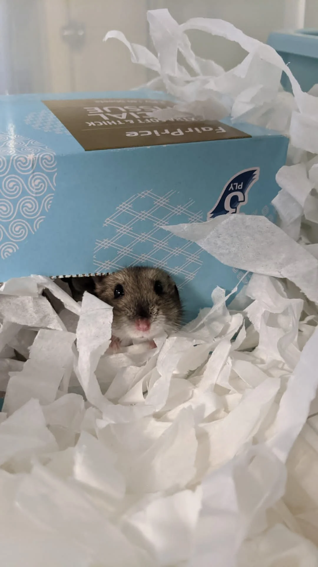 Lunchies (Adopted)