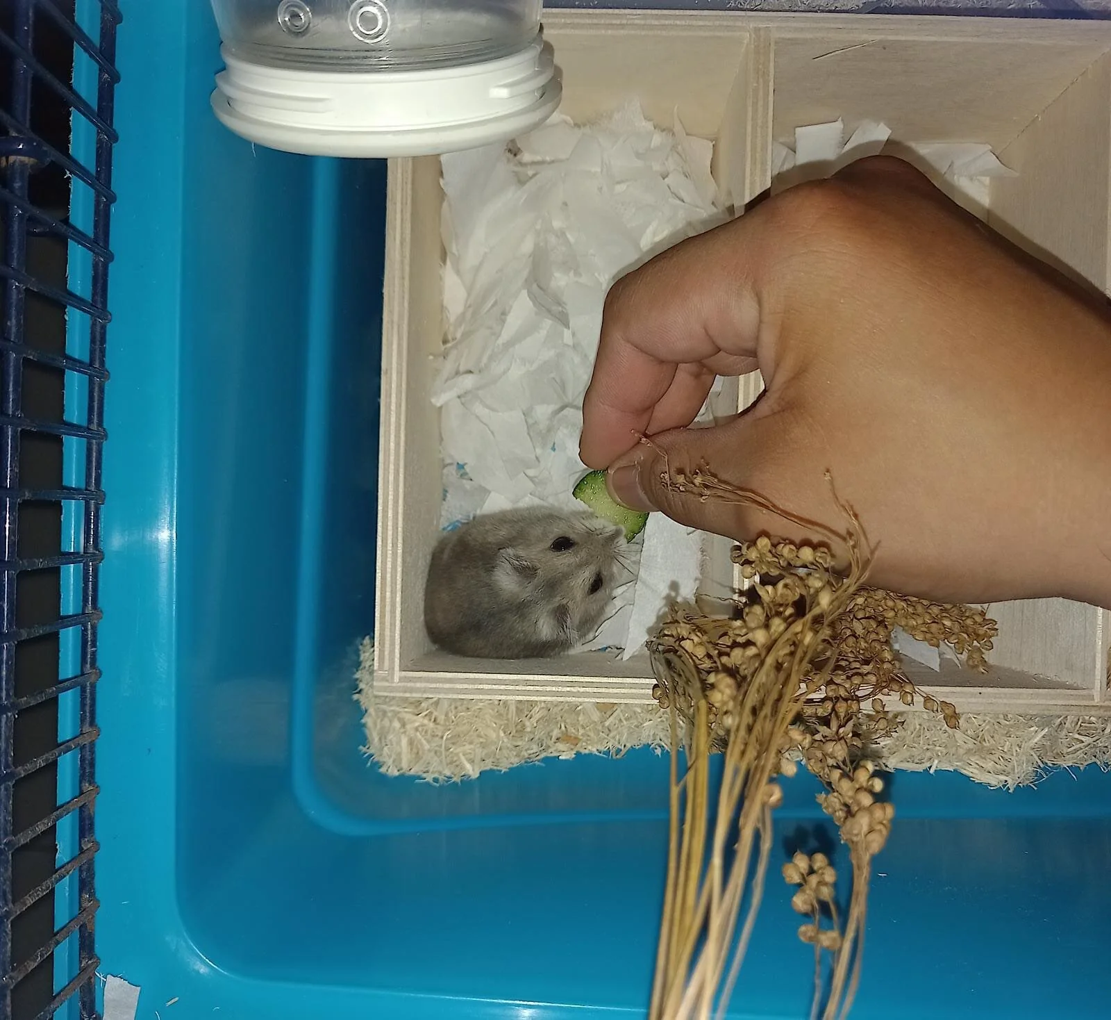 Zhulei (Adopted)