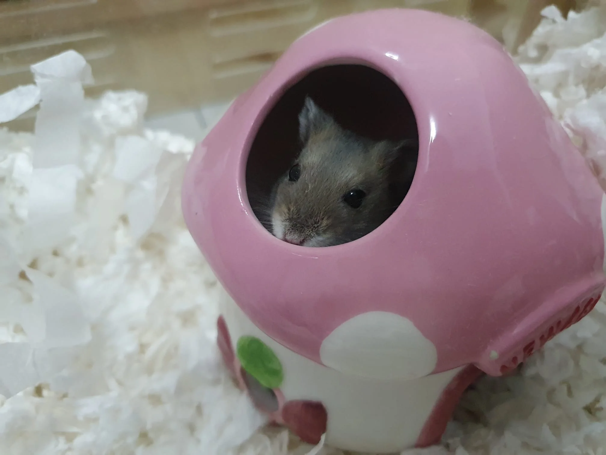 Juni (Adopted)