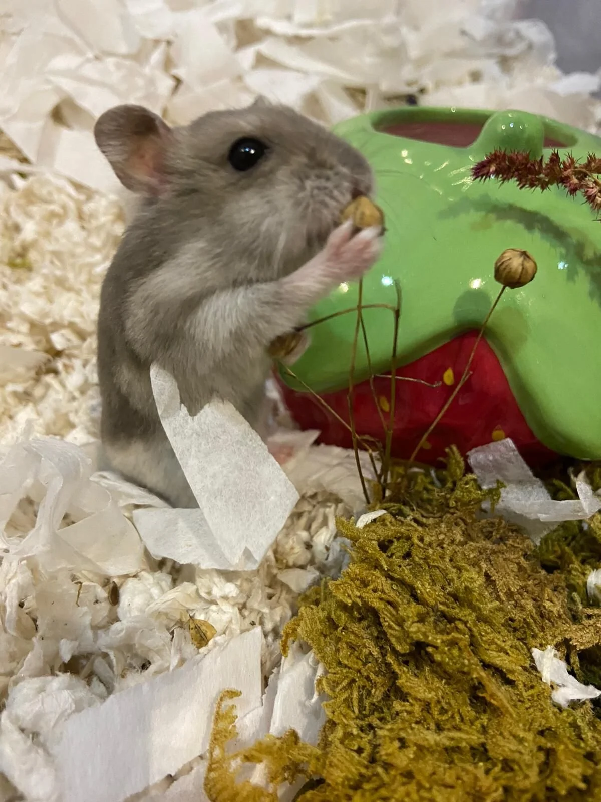 Sylvie (Adopted)