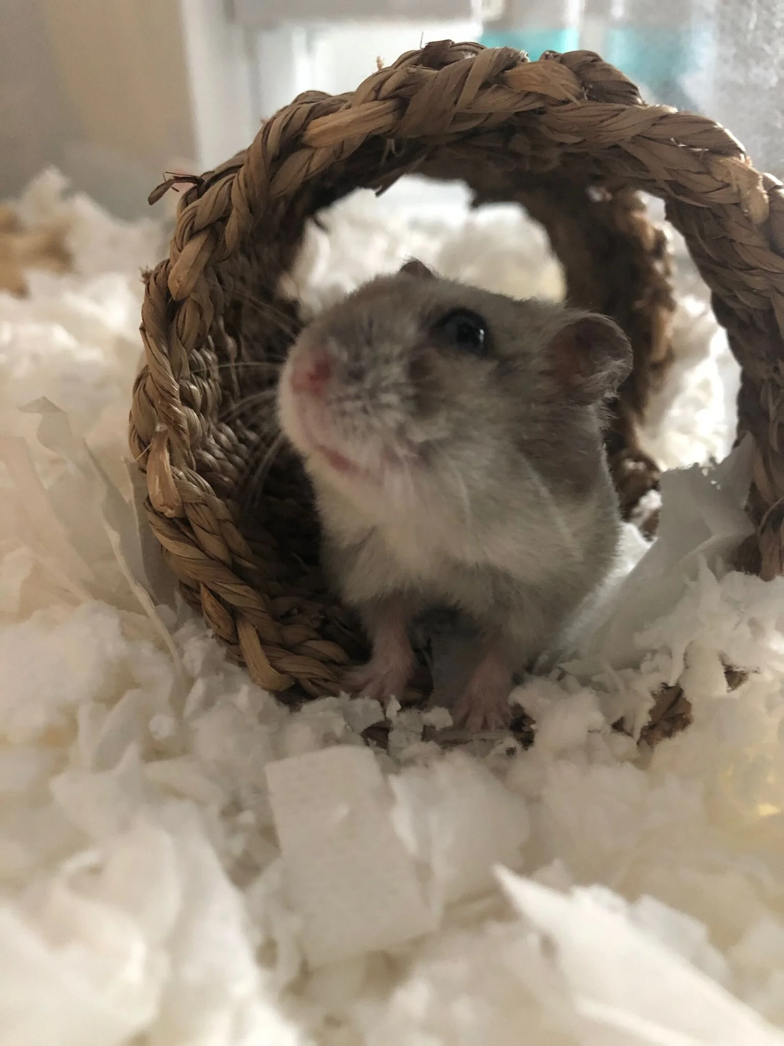 Ichi (Special Care Needed) (Adopted)