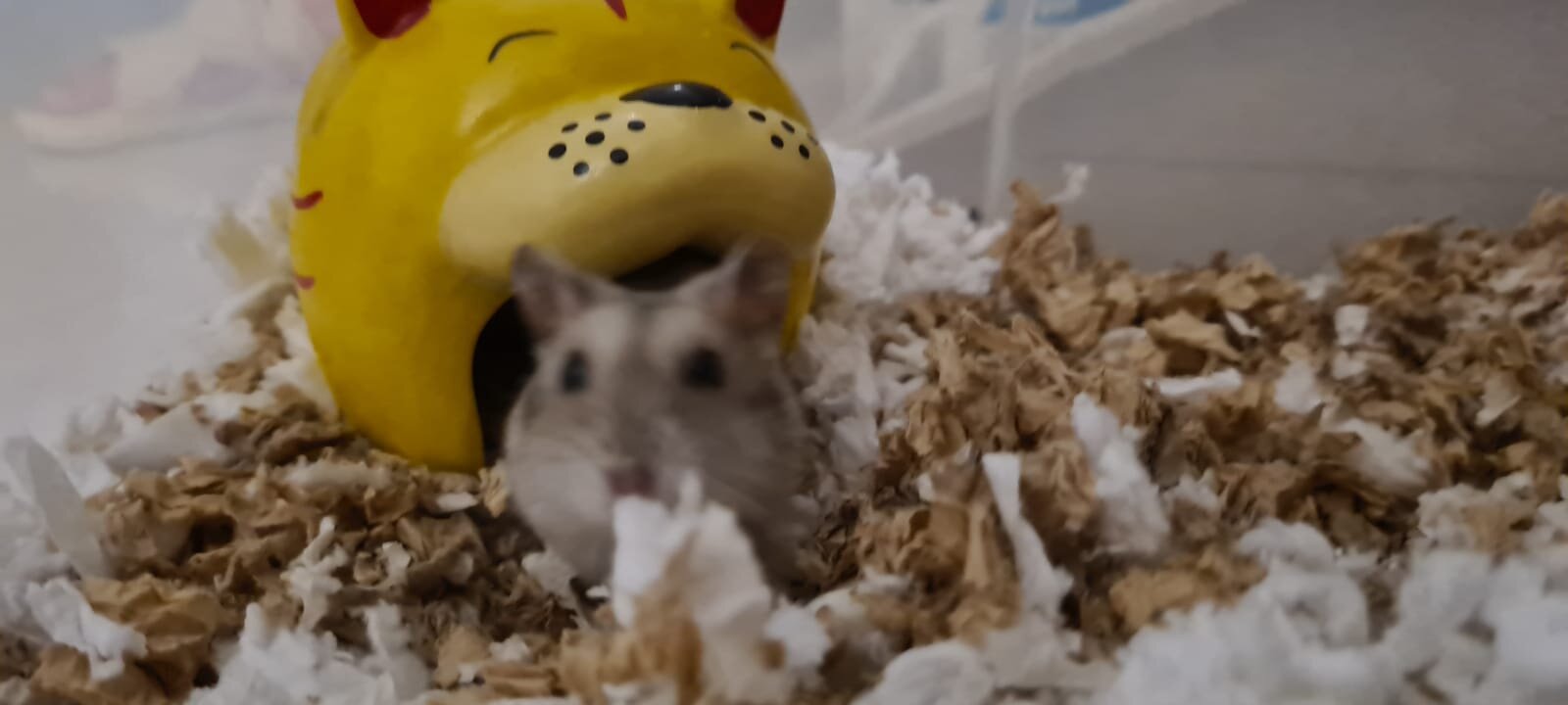 Monty (Adopted)