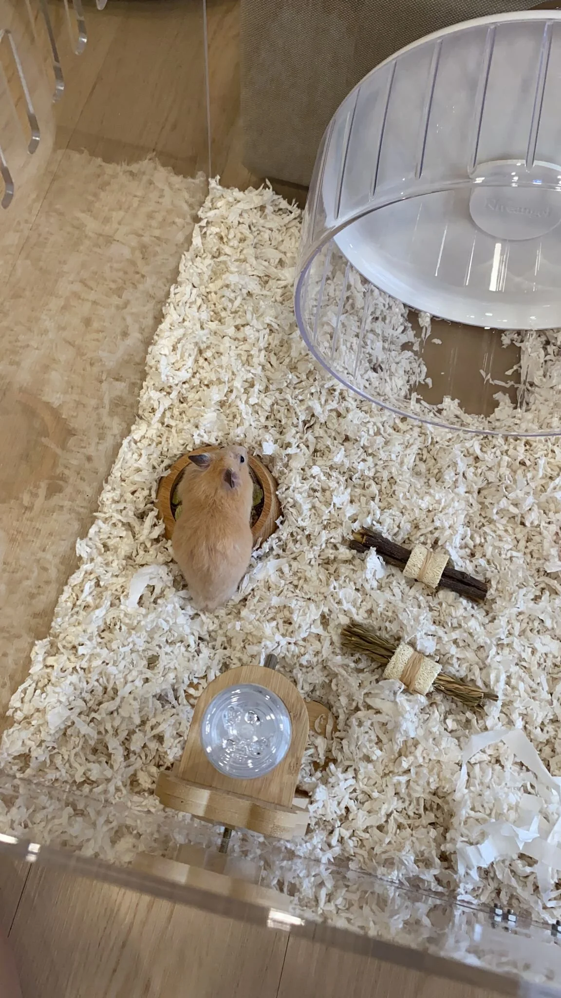 Honey Butter Almond (Adopted)