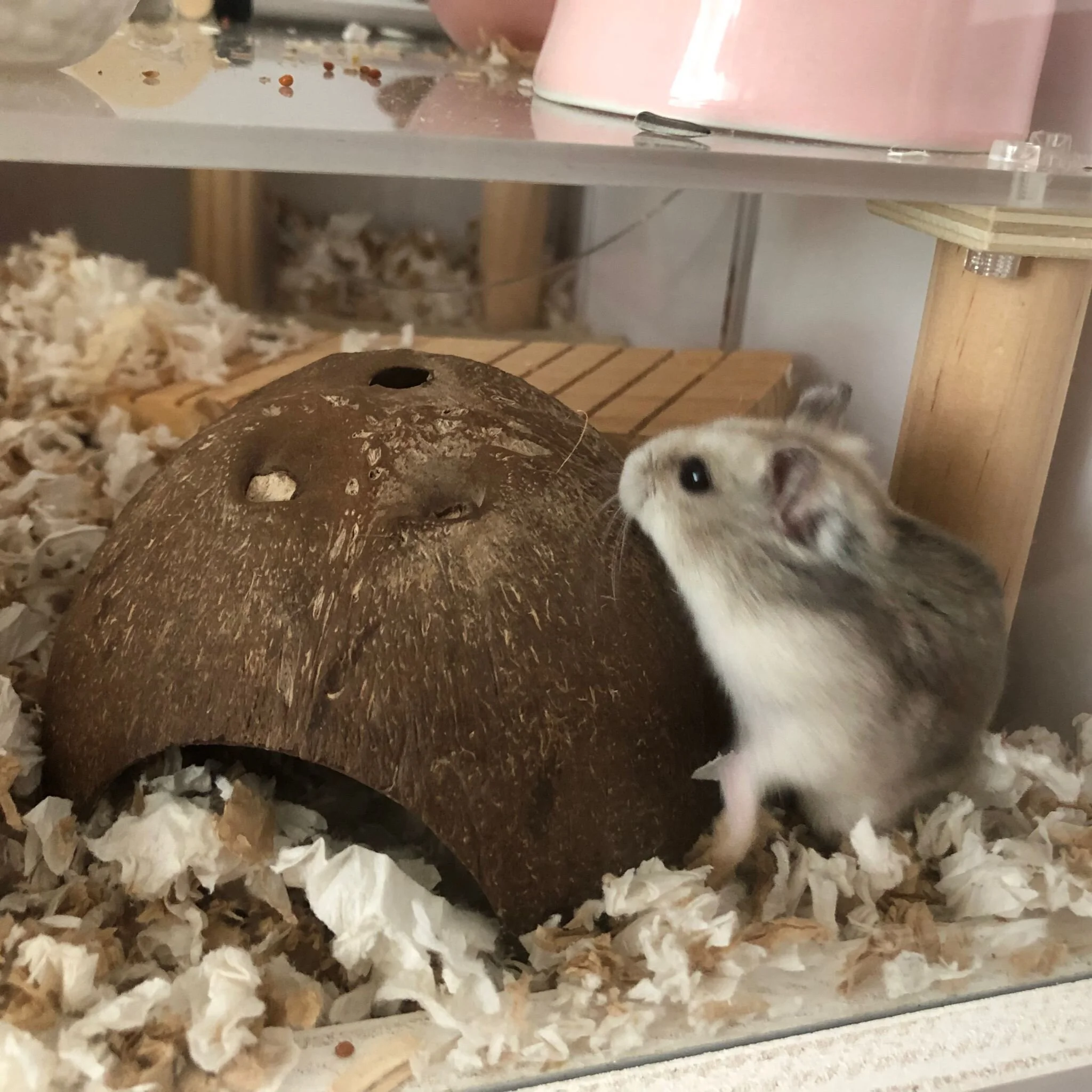 Fig (Adopted)