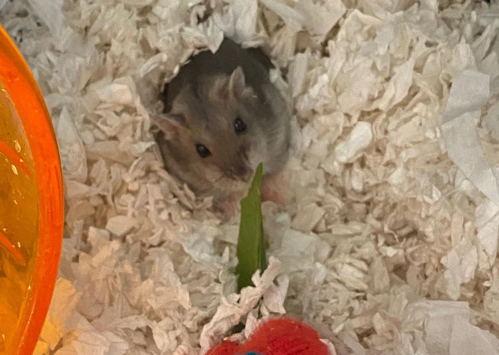 Fusilli (Adopted)