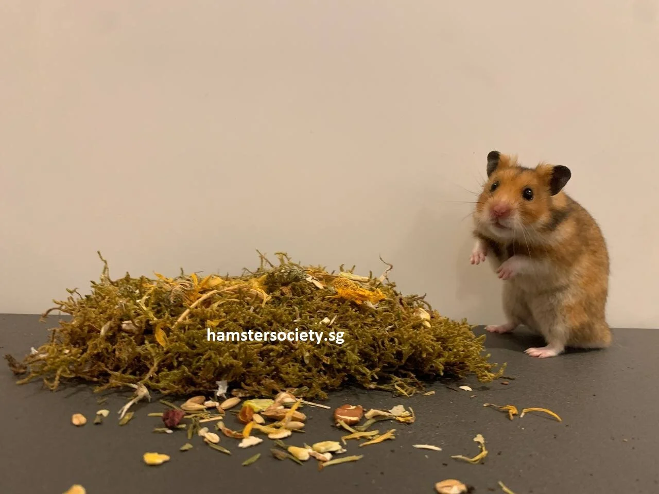 Toe (Adopted)
