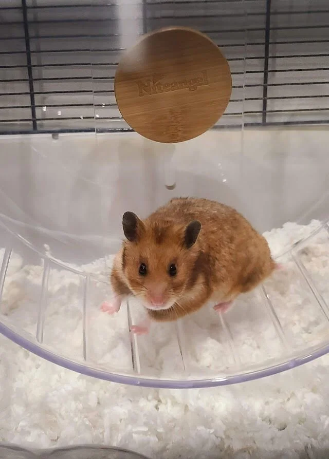 Walnut (Adopted)