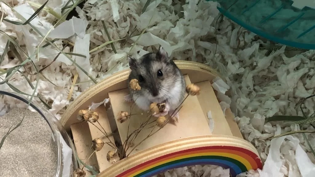 Minnie (Adopted)