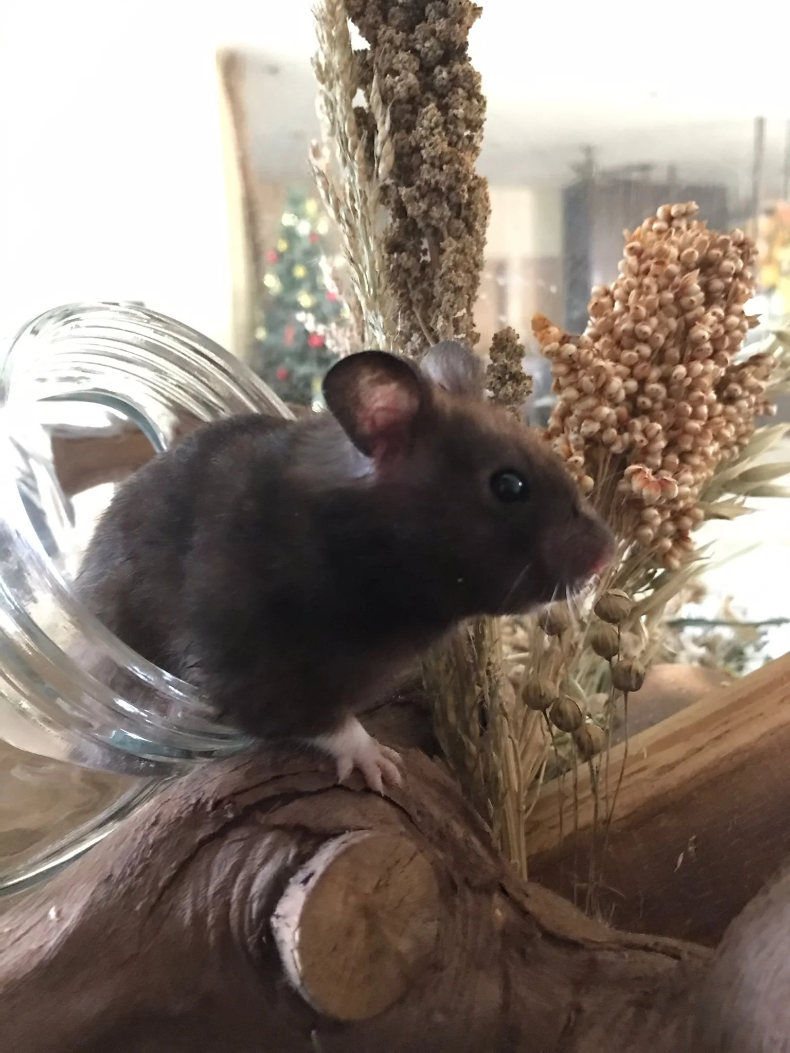 Vodka (Adopted)
