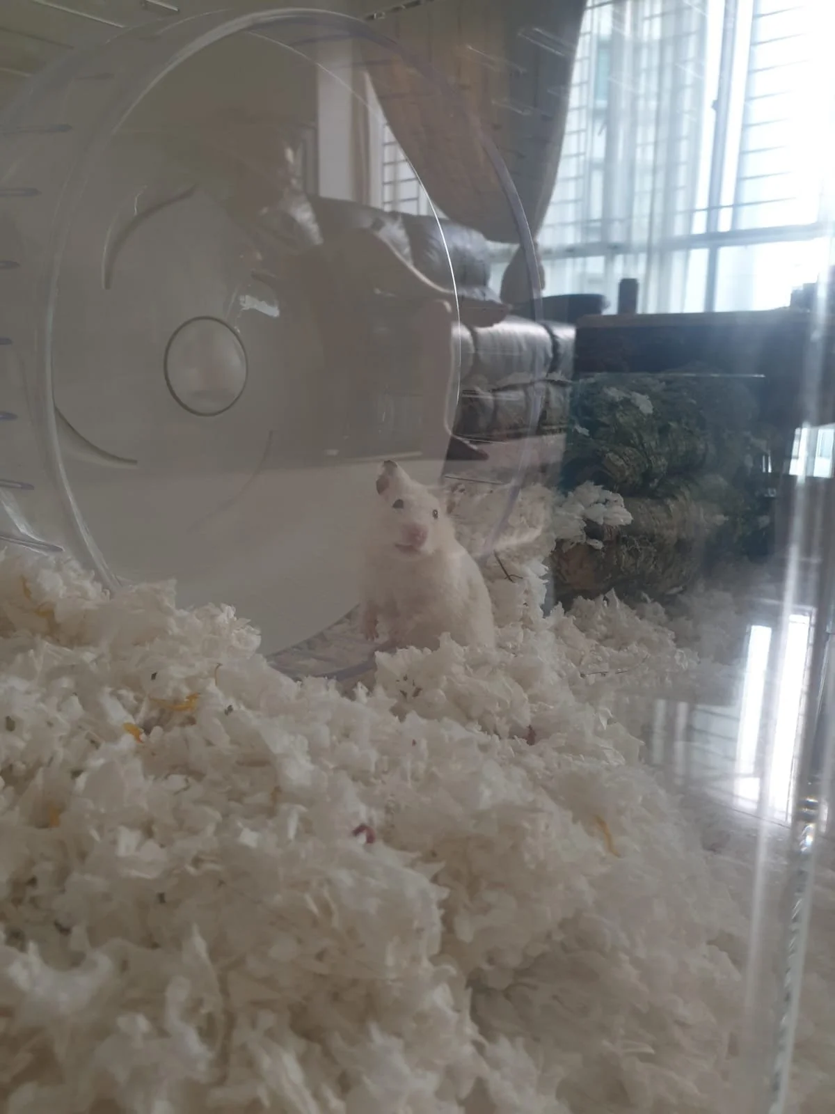 Banana (Adopted)
