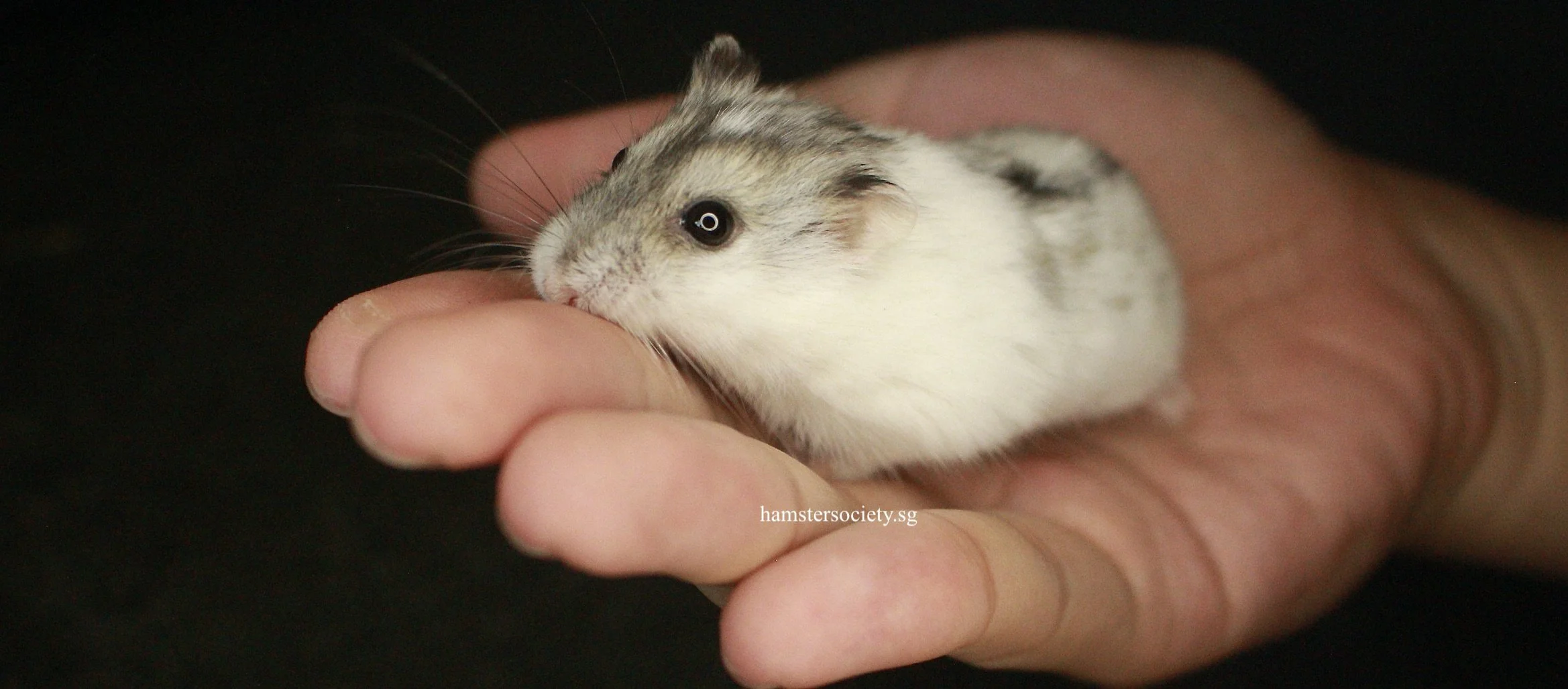 Bubbles (Adopted)