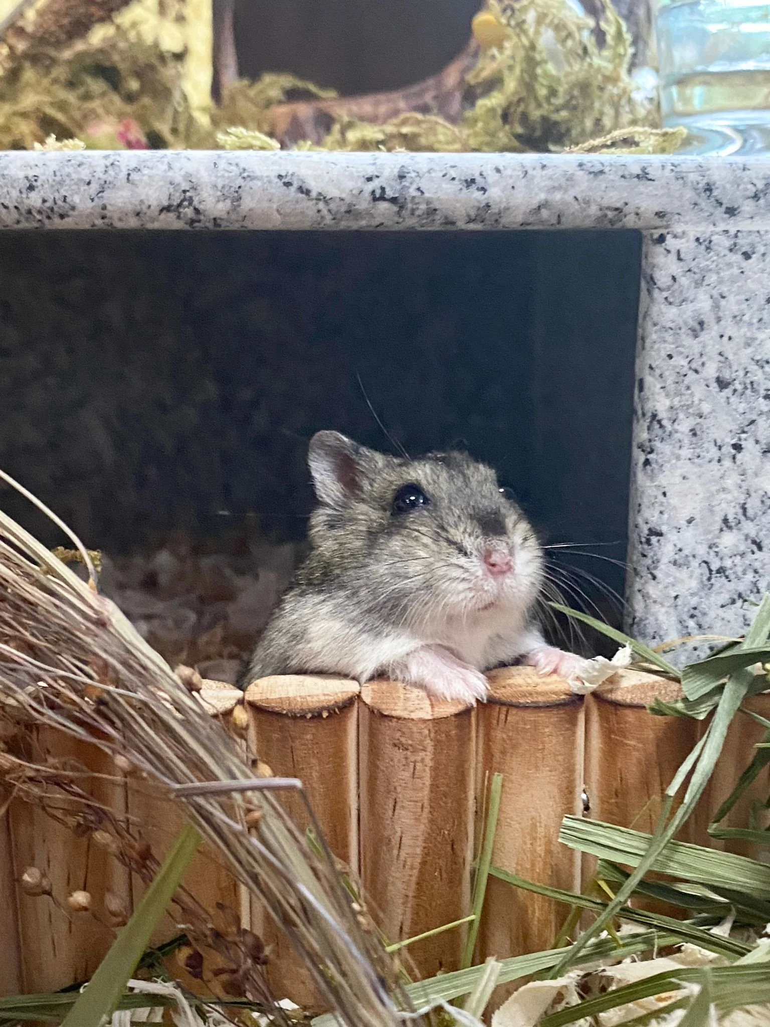 Strawberry (Adopted)
