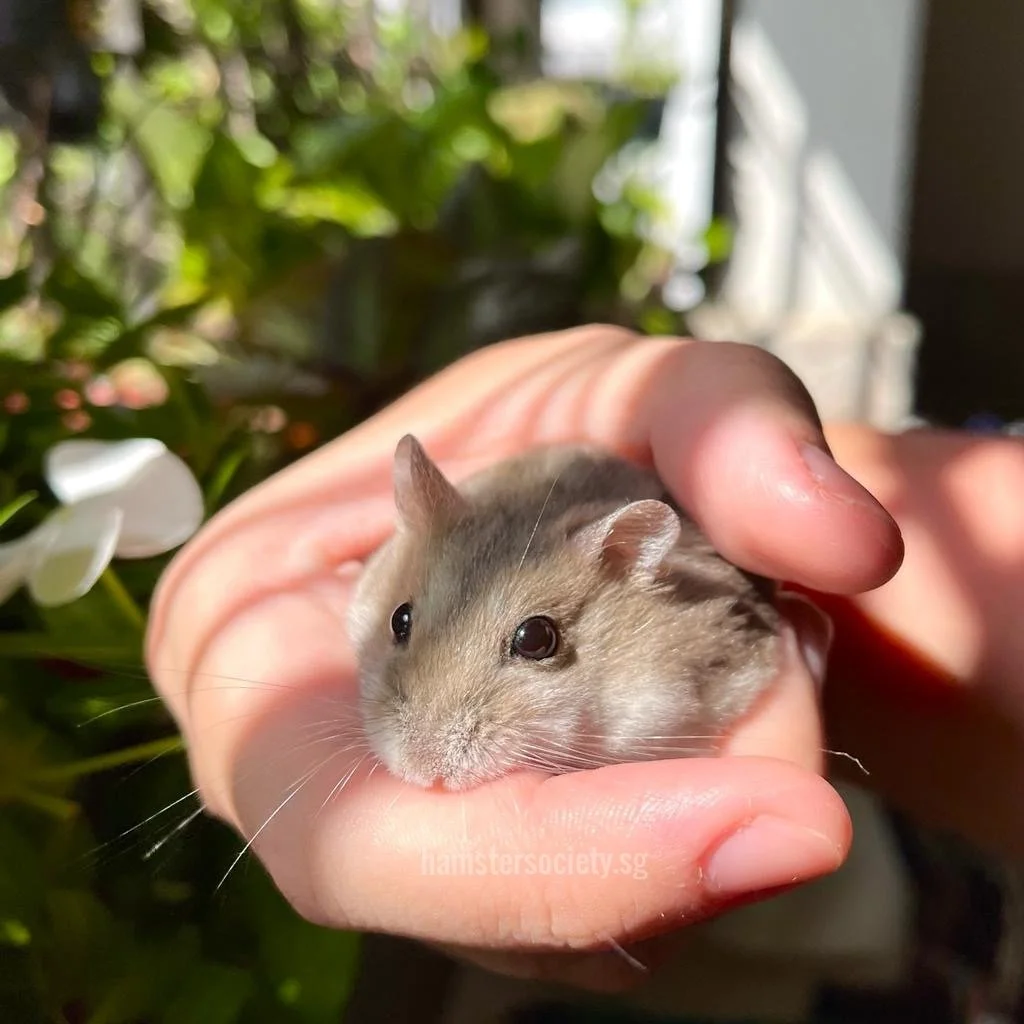 Wheat (Adopted)